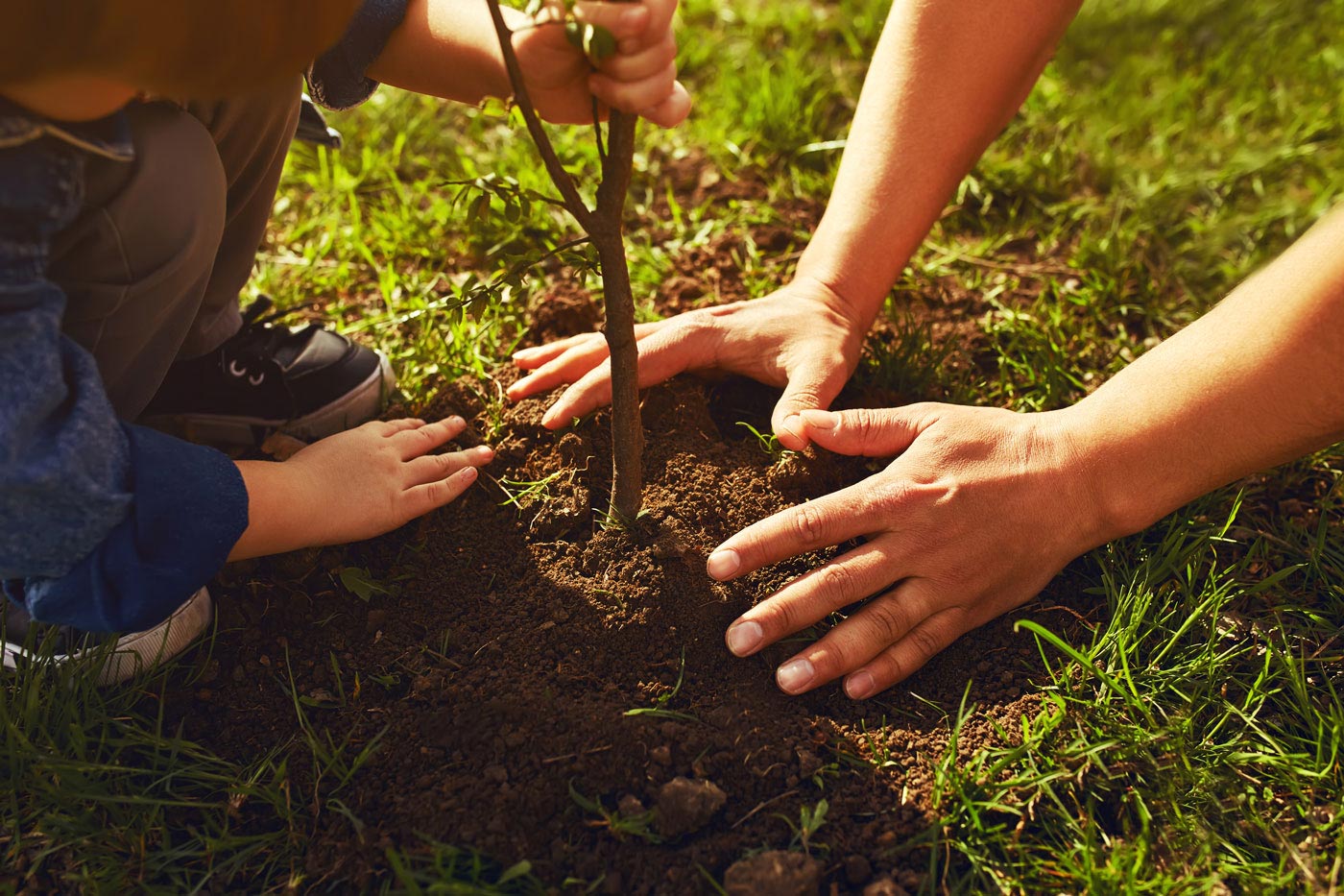 Tree Planting